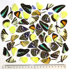 colorful lots REAL BUTTERFLY wing material  DIY artwork jewelry  #4