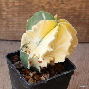D4858 ASTROPHYTUM MYRIOSTIGMA MACETA ABIGARRADA 7-H9-W9 cm MaMa Cactus - Imagen 1 de 5