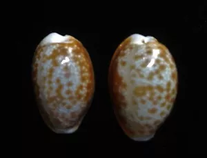 Seashell Cypraea helvola PAR GRANDE 22+23 mm gema - Imagen 1 de 3