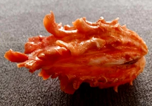 Cardita Crassicosta 57.6 mm GEM BIG SIZE intense red-orange color PATTERN - Picture 1 of 6