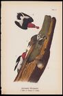 1890 impression chromolithographique antique Birds of Pennsylvania pic à tête rouge