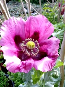Papaver Somniferum ☆Giant Florist's Poppy☆ ~ 5700 Samen ♤ 1,5g++ ♤ - Bild 1 von 10