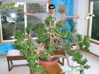 Largest Indoor Jade Plant Crassula Ovata Large 7 foot Tall