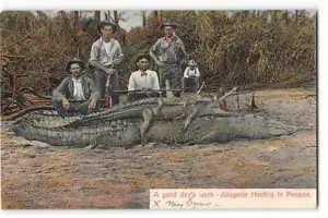 Alligator Jagd, Panama, Gewehre, Ancon, Kanalzone 1909 Briefmarke antike Postkarte - Bild 1 von 2