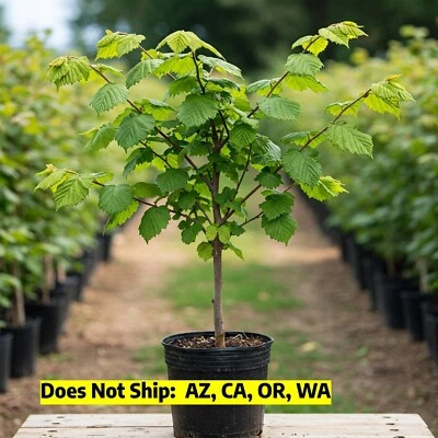 American Hazelnut Tree Live Plant Filbert Corylus Americana Easy Growing 3-4 Ft - Image 1 of 4