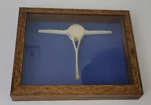 Espécimen vintage de hueso de delfín enmarcado como está - Imagen 1 de 1