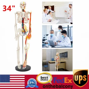 34 inch Model Skeleton Anatomical Human Anatomy Medical Stand For Teaching US - Picture 1 of 21