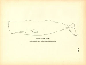 Rare 1884 Antique Fish Print Engraving ~ The Sperm Whale - Picture 1 of 1