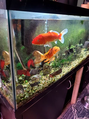 125 галлонов аккурия, подставка, насосы фильтры и 2 красивых Koi. - Изображение 1 из 2