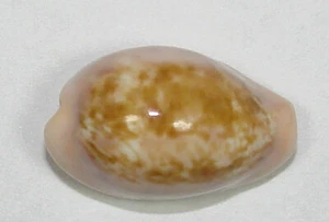 CYPRAEA PETITIANA 21,94 mm ESPECIMEN SUPER ELECCIÓN S.W. de Senegal, W. África - Imagen 1 de 4