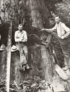 1968 Stampa d'epoca albero seghetto sequoia gigante Pacifico nord-ovest taglialegna - Foto 1 di 3