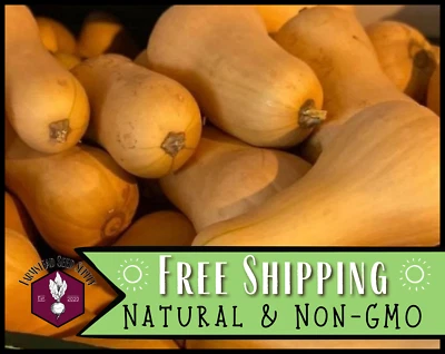 75+ Semillas de Calabaza Butternut [Waltham], Paquete de Semillas de Huerto Reliquia Foto 1 de 4