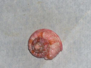 GIBBULA MAGUS SPECIAL PINK - Imagen 1 de 2