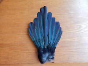 Complete Dried Magpie Tail Feathers Fly Tying Art Crafts Taxidermy