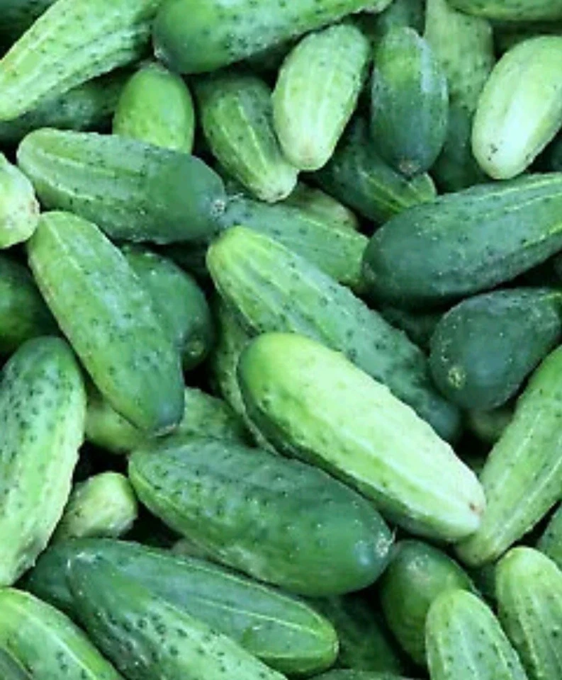 GHERKIN 15 SEEDS RODNICHOK FONTANELLE HEIRLOOM PICKLING CUCUMBER | NON GMO EARLY - Image 1 of 1
