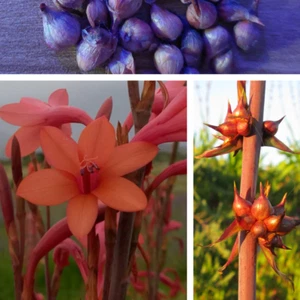 15 Watsonia meriana bugle lily bulbils orange naranja bulbillos - Imagen 1 de 4