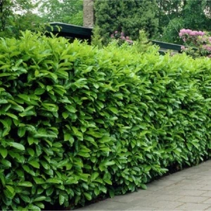 50 x Prunus laurocerasus ‚Rotundifolia' (Kirschlorbeer) TOP FÜR HECKE winterhart - Bild 1 von 4