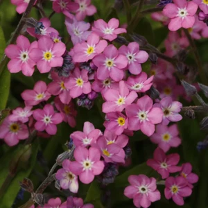 x3 Forget Me Not - Myosotis Alpestris Rose Plug Plants x3!!! - Picture 1 of 3