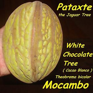 ~MOCAMBO~ Theobroma bicolor WHITE CACAO TREE Balam-te JAGUAR TREE Large PLANT