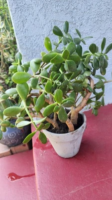 Hermoso lote Crassula ovata (2), planta de jade 14" de alto, envío raíces desnudas. Foto 1 de 4