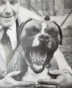 PRINT ARTICLE 1962 Why Good Dogs Go Wrong Toni Howard Boxer Afghan Shepherds - Picture 1 of 3