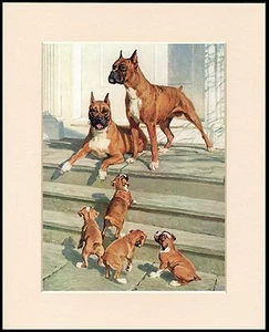 BOXER DOGS AND PUPPIES LOVELY DOG PRINT MOUNTED READY TO FRAME - Bild 1 von 1