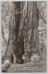 Among the Giants Muir Woods California RPPC Redwoods Tree Postcard 1947 - Picture 1 of 3