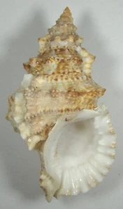 BURSA BOHOLICA 119.85mm BEAUTIFUL SPECIMEN Panglao, Bohol Is., Philippines - Picture 1 of 2