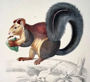 1840 Squirrel, Hamster, Ed Travies [b1809], original hand colour, mammal - Picture 1 of 3