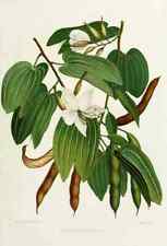 A4 Print Familiar Indian Flowers 1878 Bauhinia Acuminata