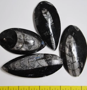 FÓSILES DE ORTOCERAS - 4 ejemplares. Marruecos.  2-3" de largo.     Lote #204 - Imagen 1 de 1