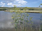 Photo 6X4 Fennel - Foeniculum Vulgare - With The Cuckmere River In The Ba C2005