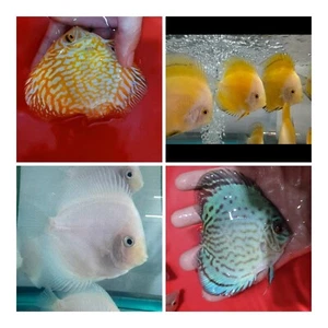 Pack of 4 Discus Fish 4" - Live Fish Aquarium Overnight Shipping - Picture 1 of 1