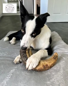 Dog Chews Icelandic Lamb Horn Any Size 100% Natural-Organic For any Dog or Puppy - Picture 1 of 25