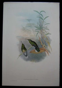 1861 Original Gould Hummingbird Cuvier's Sabre-wing Camplyloperus Cuvieri 1st Ed - Picture 1 of 3