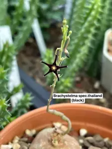 Tuber Brachystelma sp. Thailand ( black ) + Phytosanitary certificate Rare !!!!! - Picture 1 of 4
