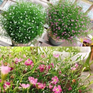 Gypsophila-Blumentopfpflanzen Blumensamen Einfach Zu Pflanzende Mehrjährige  | - Picture 1 of 24