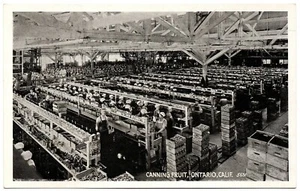 Canning Fruit Ontario CA 5631 PNC Vintage PostCard - Picture 1 of 2