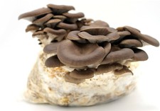 Kit facile Coltivazione Funghi Pleurotus ostreatus orecchione Substrato Pane big