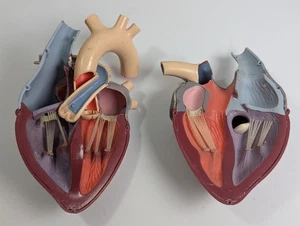 Vintage Medical Anatomical Heart Merck 1959, Niere - Bild 1 von 7
