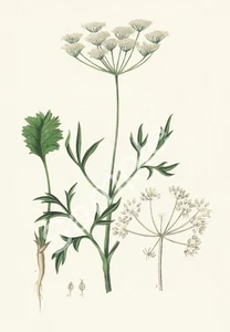 1836 HERB MEDICINAL PLANT BOTANICAL A4 POSTER PRINT - Picture 1 of 1