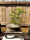 Awesome! Fantastic Pyracantha Pre-Bonsai, 15 Years, Great Trunk!