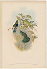 Gould Hummingbird antique h/c lithograph w/gold leaf Pl 226 Chequered Violet Ear