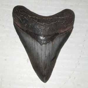 Fósil diente de tiburón megalodón carcarcharodon Mioceno Berkeley Co. Carolina del Sur - Imagen 1 de 9