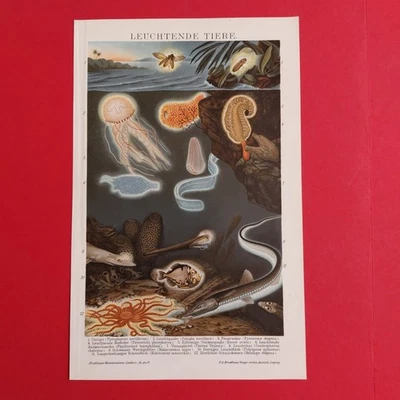 2 x Orig.(1905) Chromolithographie LEUCHTENDE TIERE + RINGELWÜRMER  - Bild 1 von 4