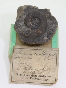 Ammonit, Psiloceras planorbis, Jura, Hettang, Nullinger Mühle, Stuttgart, D -m39 - Picture 1 of 3