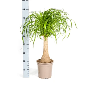 Tronco Beaucarnea Recurvata Ø21cm - ↕70cm - Foto 1 di 12