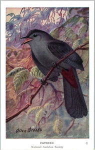Postal para pájaros de la Sociedad Nacional Audubon de Catbird - Imagen 1 de 2