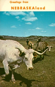 Postcard Greetings From Nebraskaland Texas Longhorn Cattle Refuge  - Picture 1 of 2