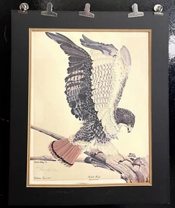 Redtail Hawk Print Gene Gray Signed Bird Wildlife Numbered Limited 16 X 20; 1973 - Picture 1 of 3